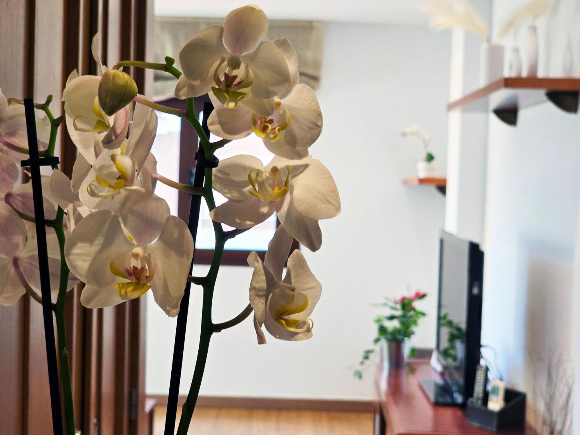 Aa Guest - The Orchid Center Eco Apartment Fuengirola